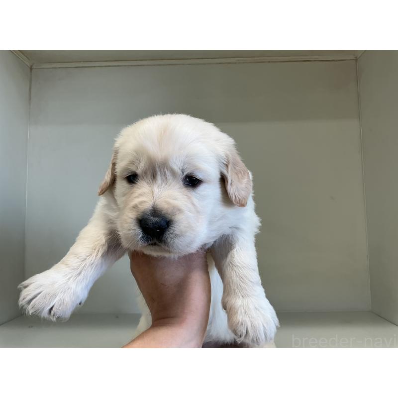 販売中の山形県のゴールデンレトリーバー-426381の3枚目