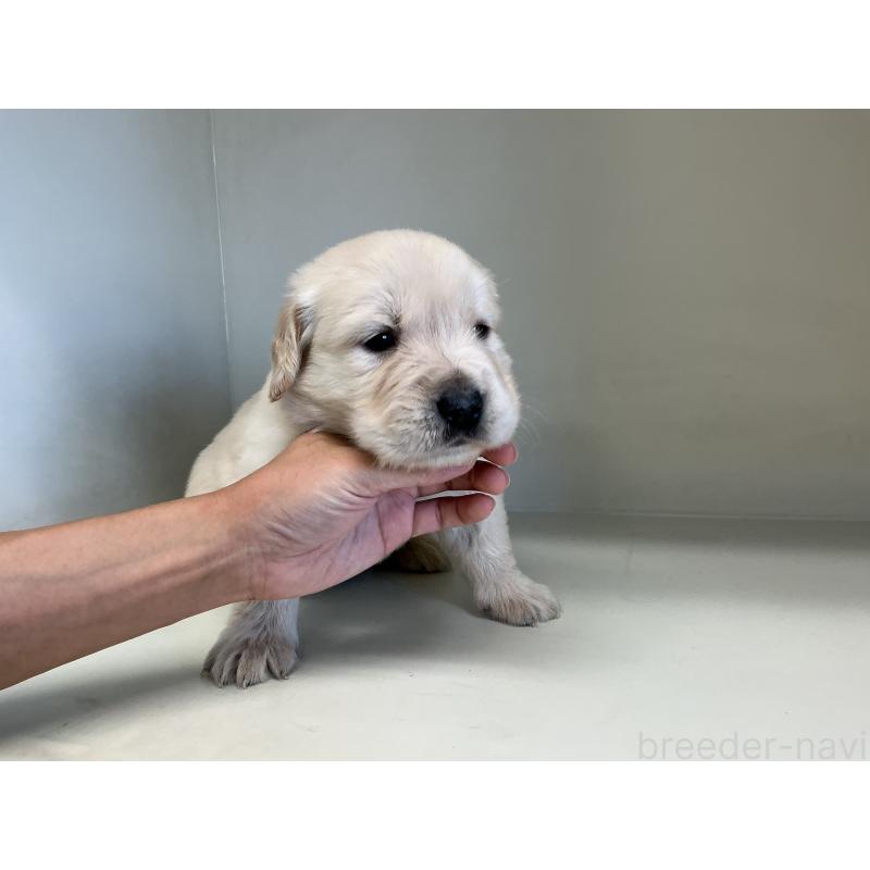 販売中の山形県のゴールデンレトリーバー-426381の2枚目