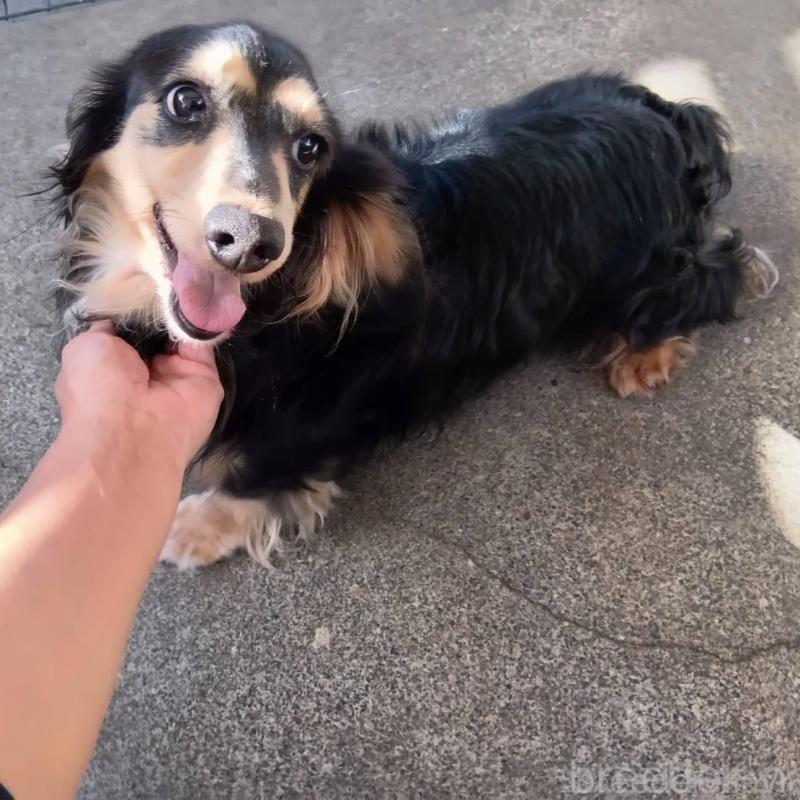 販売中の宮崎県のミニチュアダックスフンド(ロングヘアード)-426382の3枚目