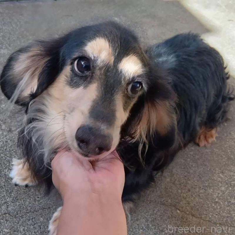 販売中の宮崎県のミニチュアダックスフンド(ロングヘアード)-426382の2枚目