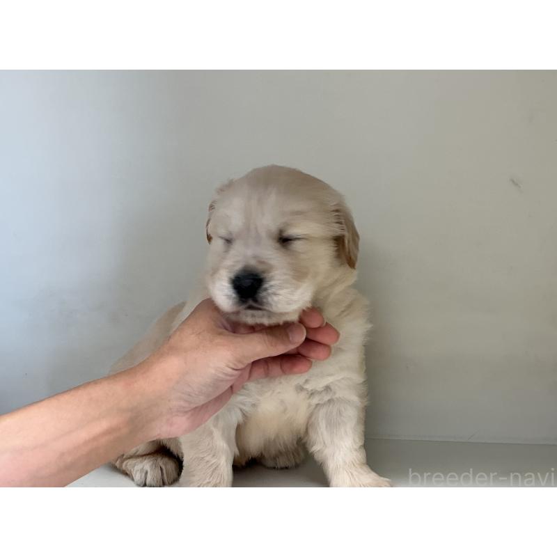 商談中の山形県のゴールデンレトリーバー-426383の6枚目