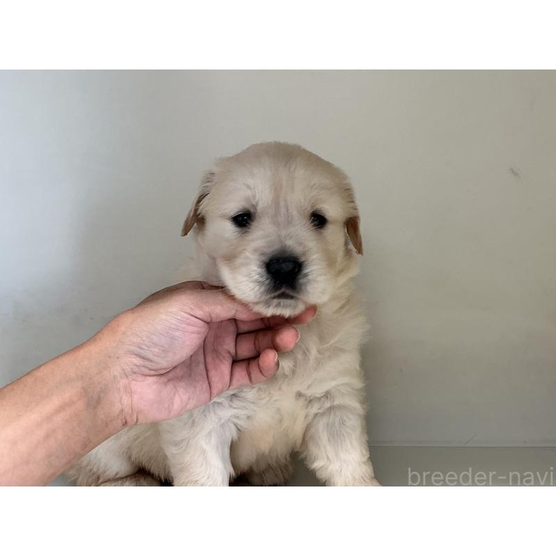 商談中の山形県のゴールデンレトリーバー-426383の5枚目