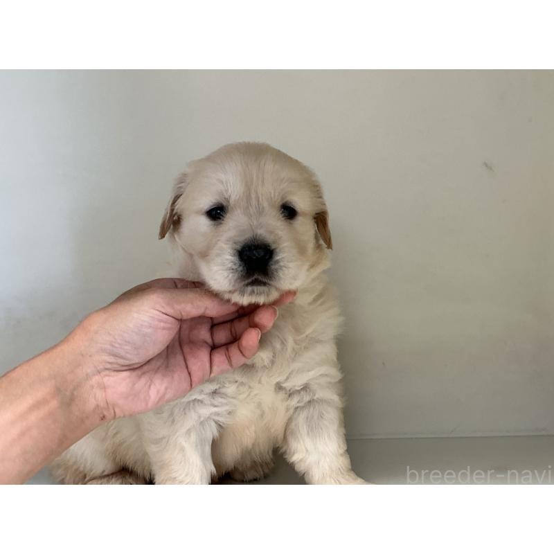 商談中の山形県のゴールデンレトリーバー-426383の4枚目