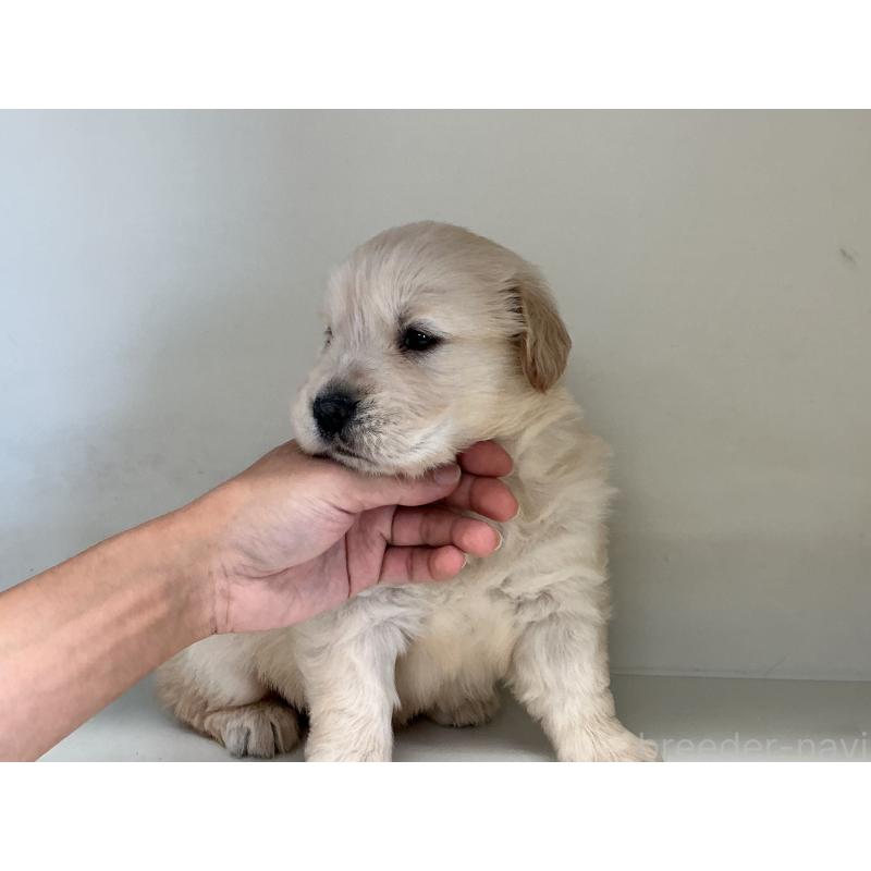 商談中の山形県のゴールデンレトリーバー-426383の3枚目