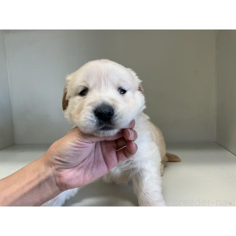 商談中の山形県のゴールデンレトリーバー-426383の2枚目