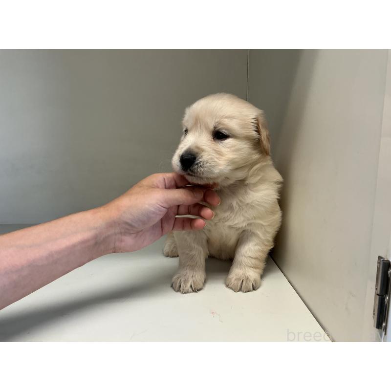 販売中の山形県のゴールデンレトリーバー-426384の6枚目