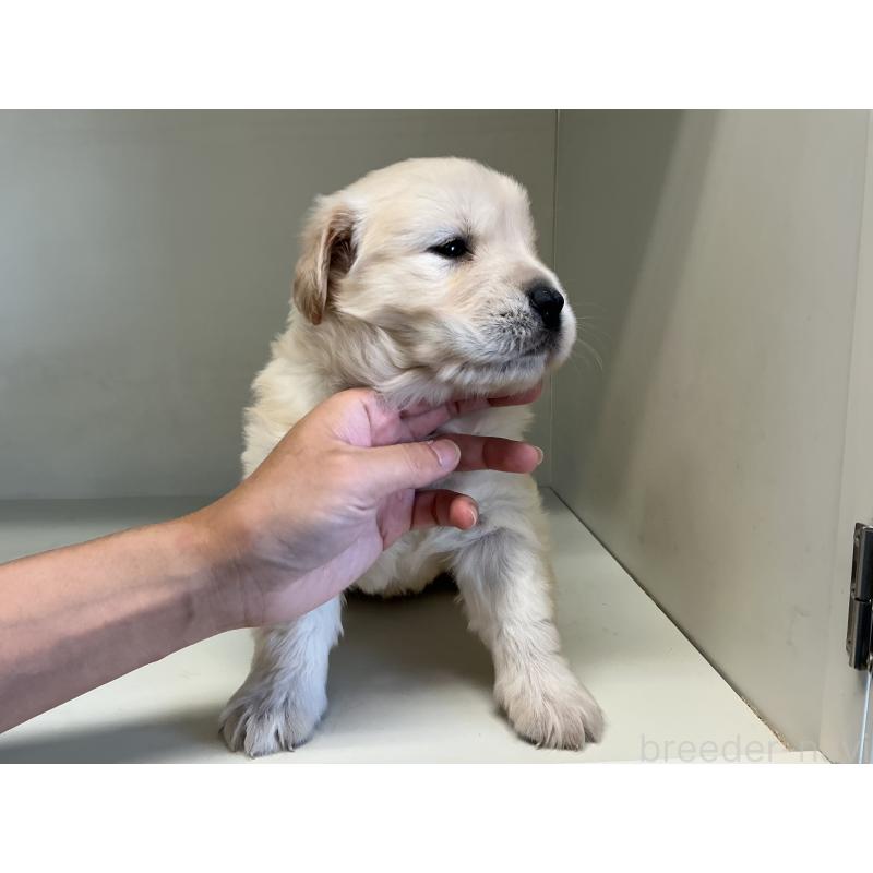 販売中の山形県のゴールデンレトリーバー-426384の5枚目