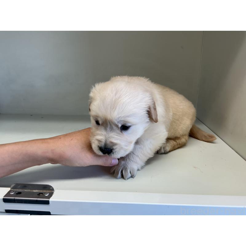 販売中の山形県のゴールデンレトリーバー-426384の4枚目