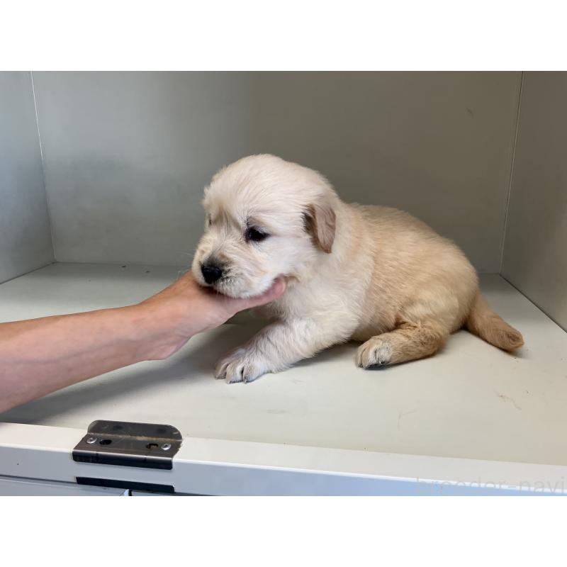 販売中の山形県のゴールデンレトリーバー-426384の3枚目