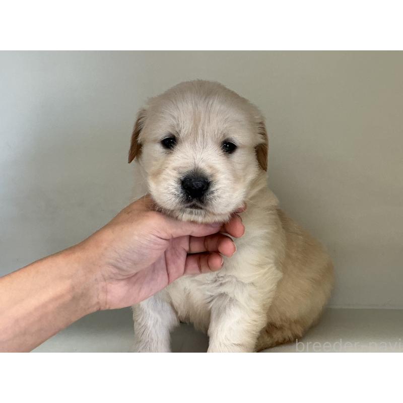 販売中の山形県のゴールデンレトリーバー-426384の2枚目