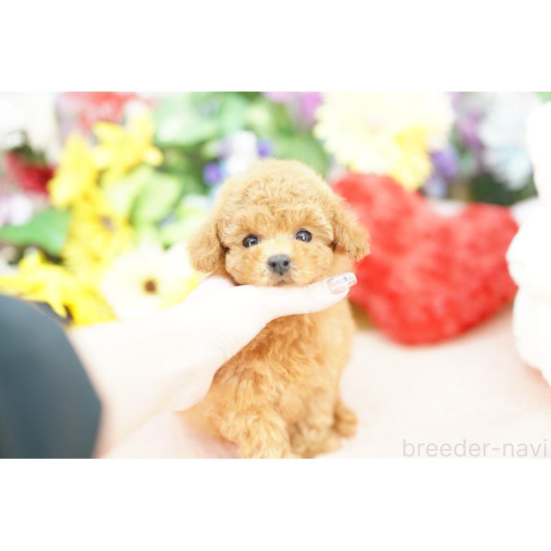 販売中の埼玉県のトイプードル-426385の4枚目