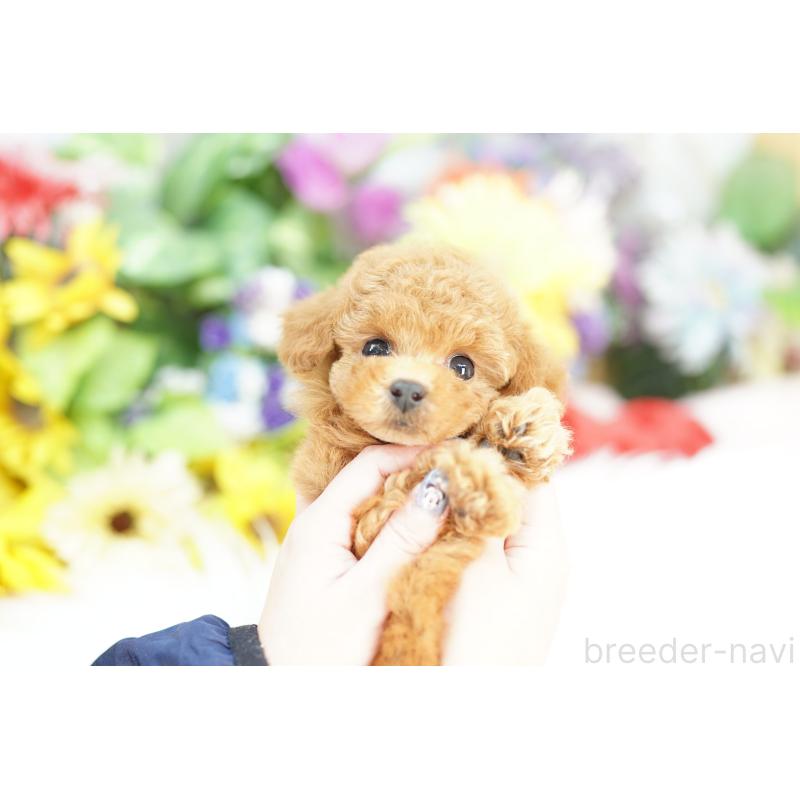 販売中の埼玉県のトイプードル-426385の3枚目