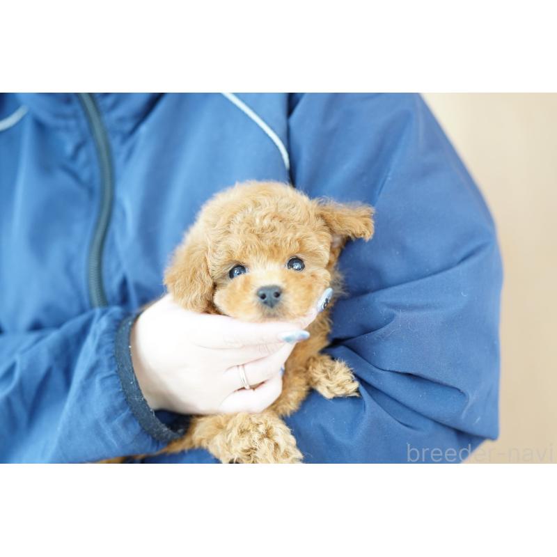 販売中の埼玉県のトイプードル-426385の2枚目