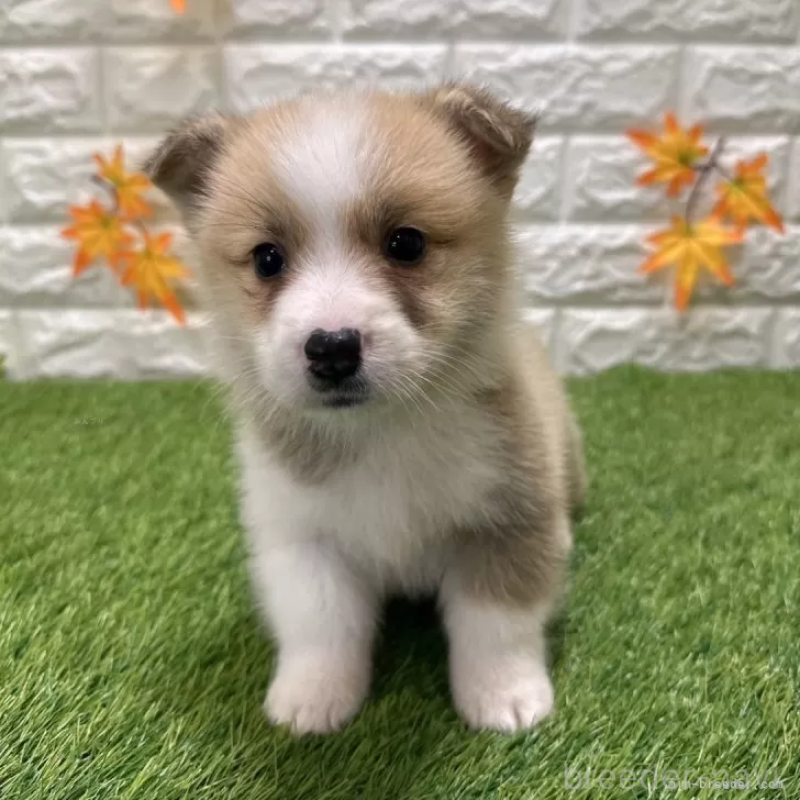 販売中の愛知県のウェルシュコーギーペンブローク-426386