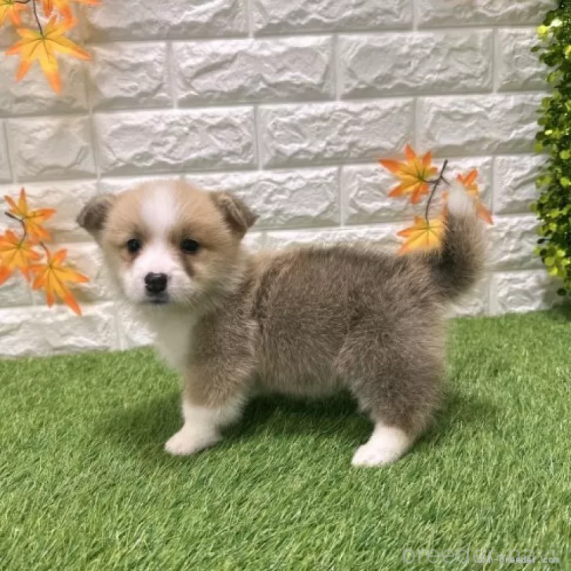 販売中の愛知県のウェルシュコーギーペンブローク-426386の5枚目