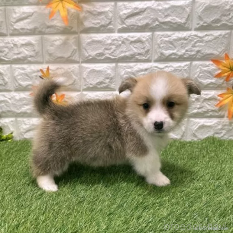 販売中の愛知県のウェルシュコーギーペンブローク-426386の4枚目