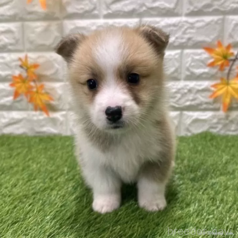 販売中の愛知県のウェルシュコーギーペンブローク-426386の3枚目