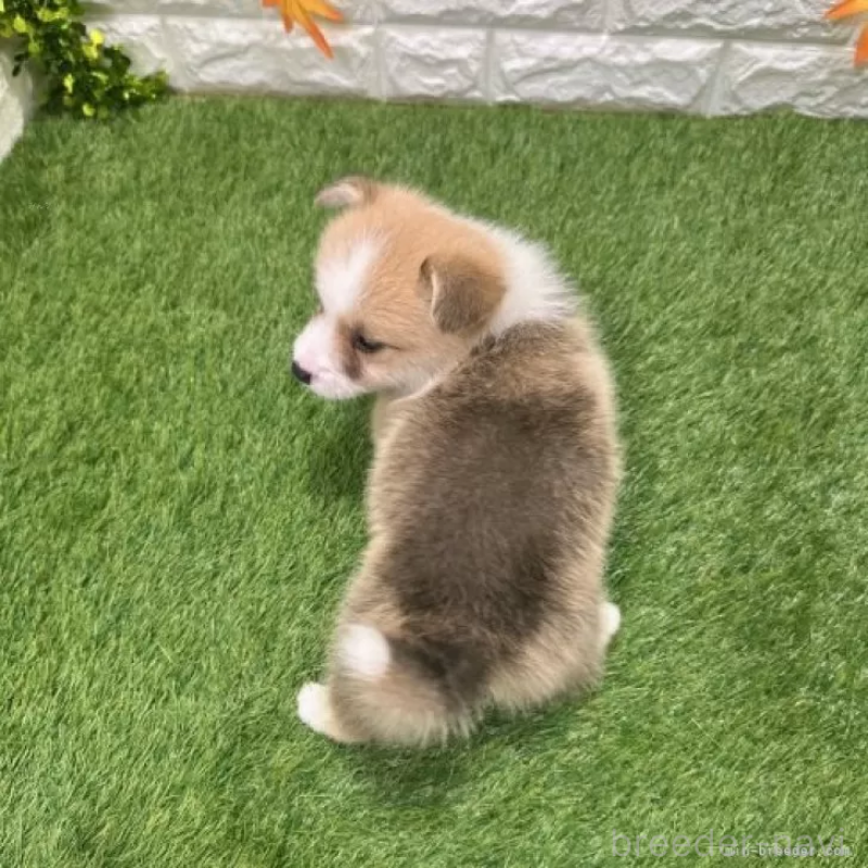 販売中の愛知県のウェルシュコーギーペンブローク-426386の2枚目