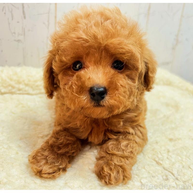 販売中の千葉県のトイプードル-426387の1枚目