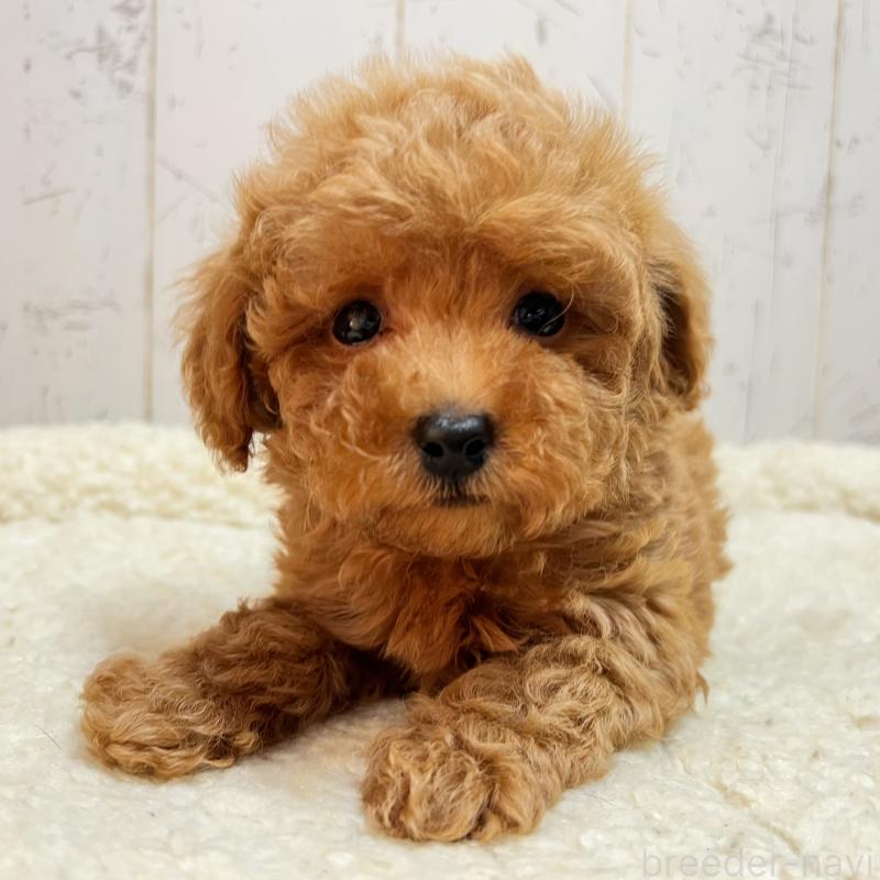 販売中の千葉県のトイプードル-426387の5枚目