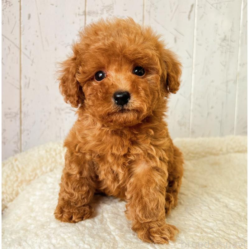 販売中の千葉県のトイプードル-426387の4枚目