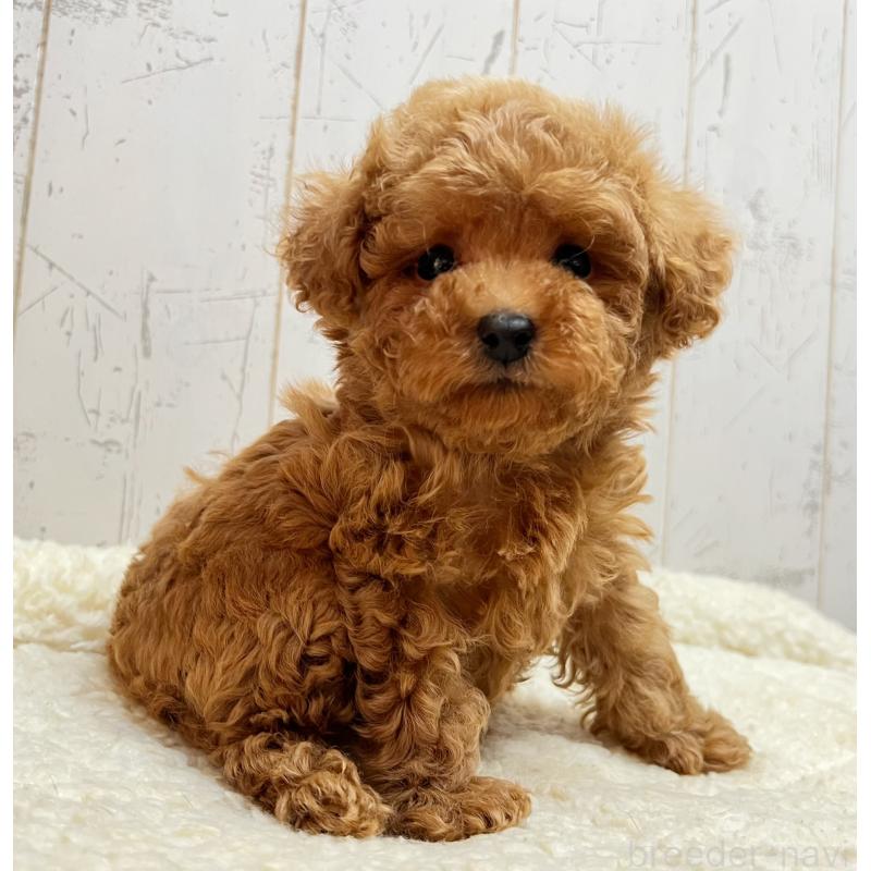 販売中の千葉県のトイプードル-426387の3枚目