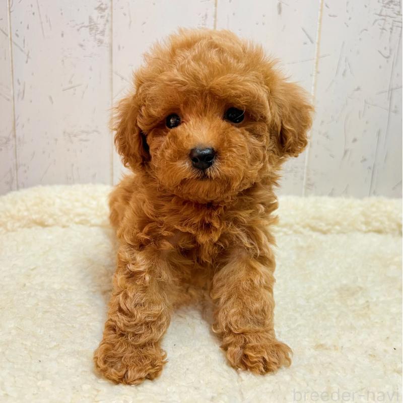 販売中の千葉県のトイプードル-426387の2枚目