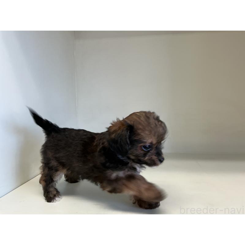 成約済の山形県のチワプー:チワワ×トイプードル-423297の6枚目