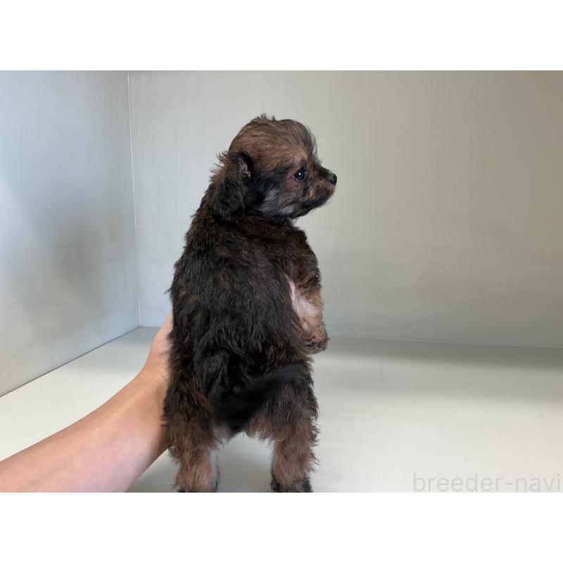 成約済の山形県のチワプー:チワワ×トイプードル-423297の5枚目