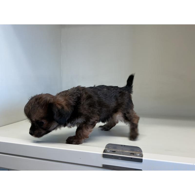 成約済の山形県のチワプー:チワワ×トイプードル-423297の4枚目