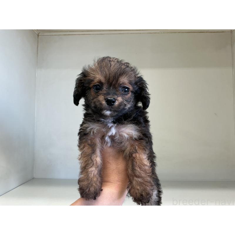 成約済の山形県のチワプー:チワワ×トイプードル-423297の3枚目