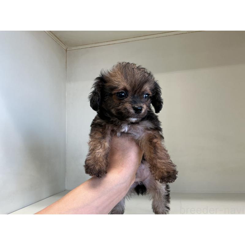 成約済の山形県のチワプー:チワワ×トイプードル-423297の2枚目