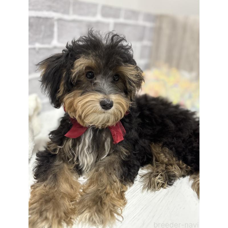 販売中の東京都のヨープー:ヨークシャーテリア×トイプードル-405506の4枚目