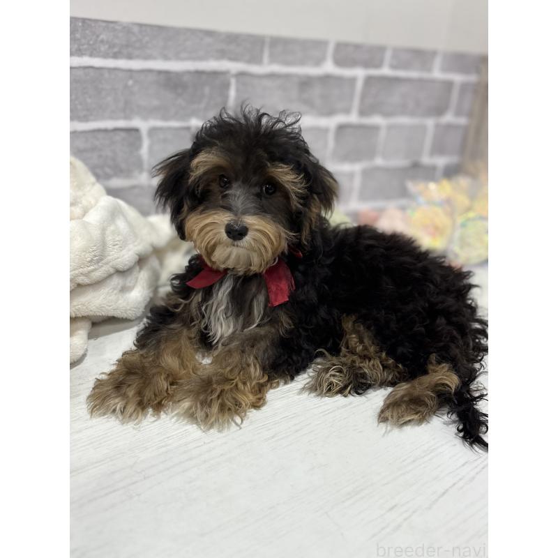 販売中の東京都のヨープー:ヨークシャーテリア×トイプードル-405506の3枚目