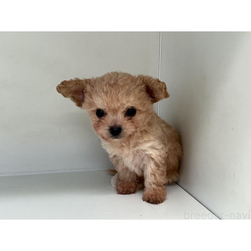 販売中の山形県のチワプー:チワワ×トイプードル-423299の8枚目