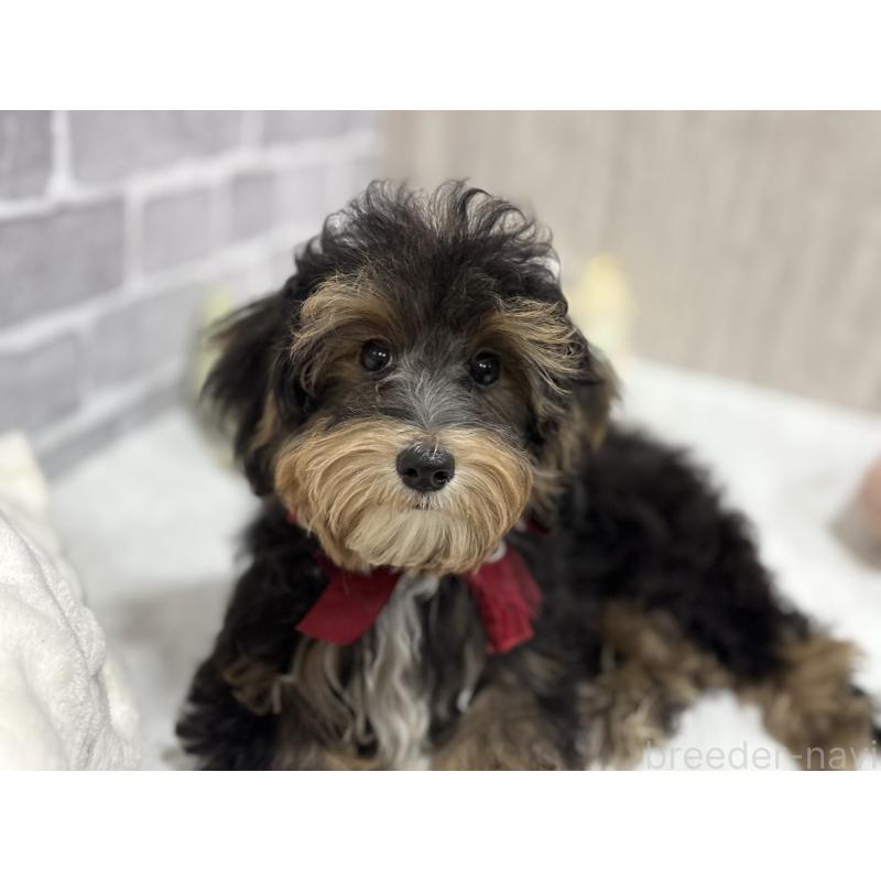 販売中の東京都のヨープー:ヨークシャーテリア×トイプードル-405506の2枚目