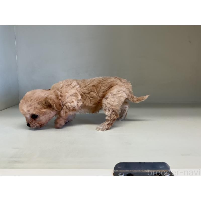 販売中の山形県のチワプー:チワワ×トイプードル-423299の7枚目