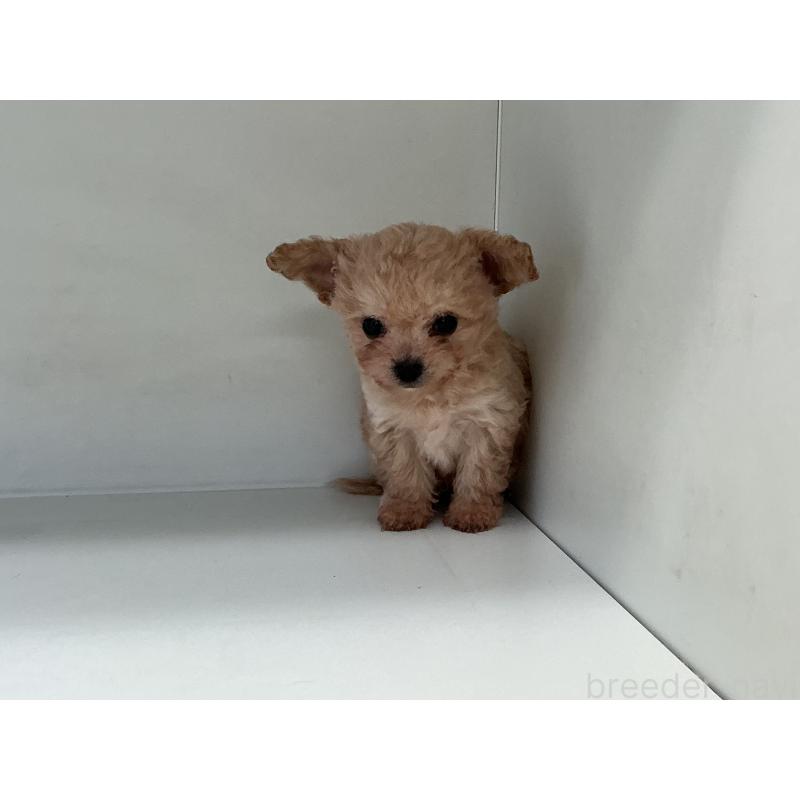 販売中の山形県のチワプー:チワワ×トイプードル-423299の6枚目