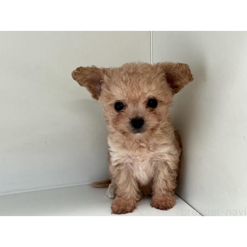 販売中の山形県のチワプー:チワワ×トイプードル-423299の5枚目