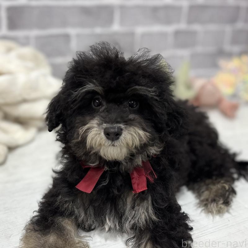 販売中の東京都のヨープー:ヨークシャーテリア×トイプードル-405500の3枚目