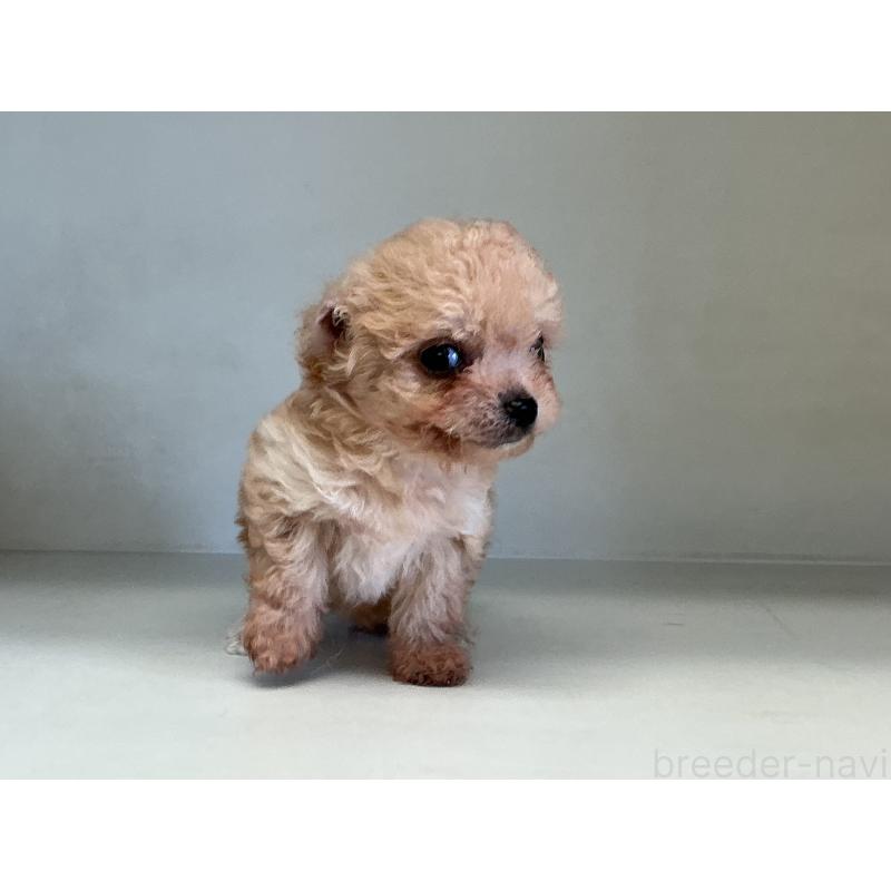 販売中の山形県のチワプー:チワワ×トイプードル-423299の4枚目