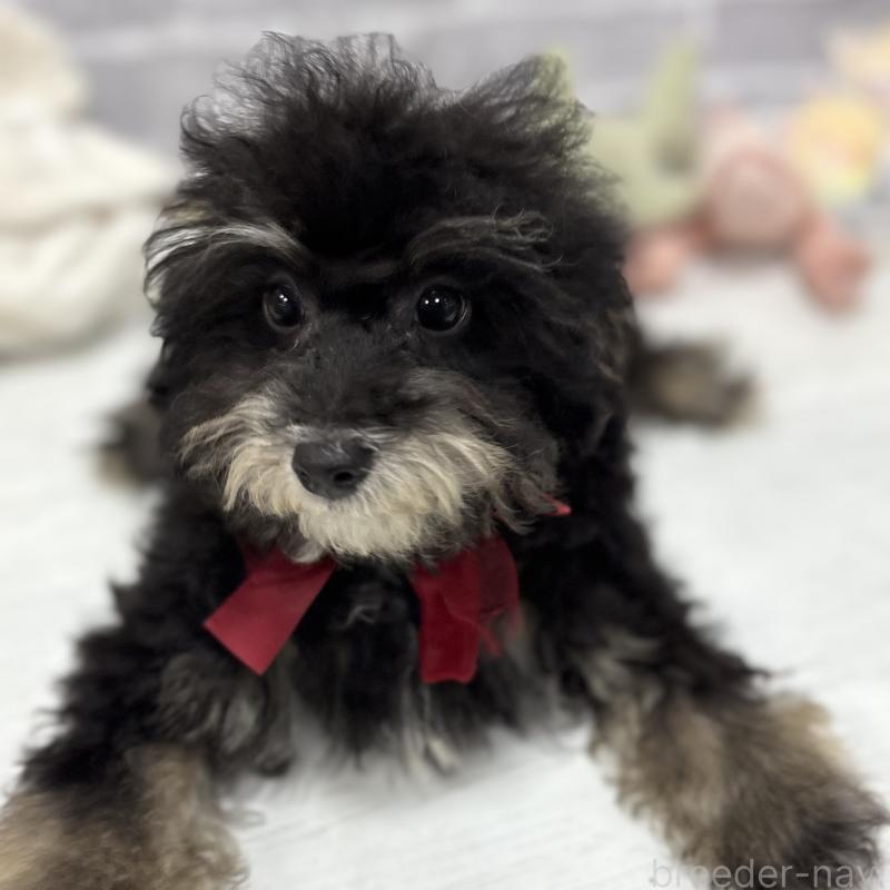 販売中の東京都のヨープー:ヨークシャーテリア×トイプードル-405500の2枚目