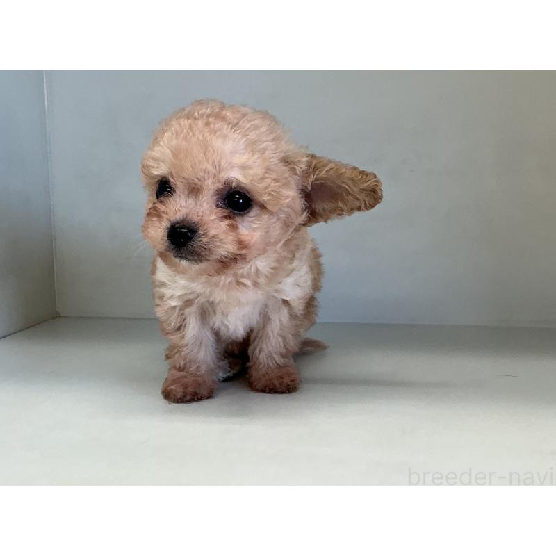 販売中の山形県のチワプー:チワワ×トイプードル-423299の3枚目