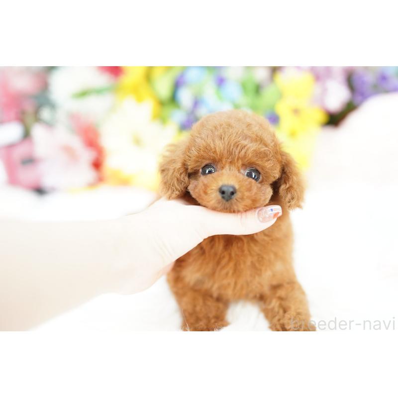 販売中の埼玉県のトイプードル-426389の3枚目