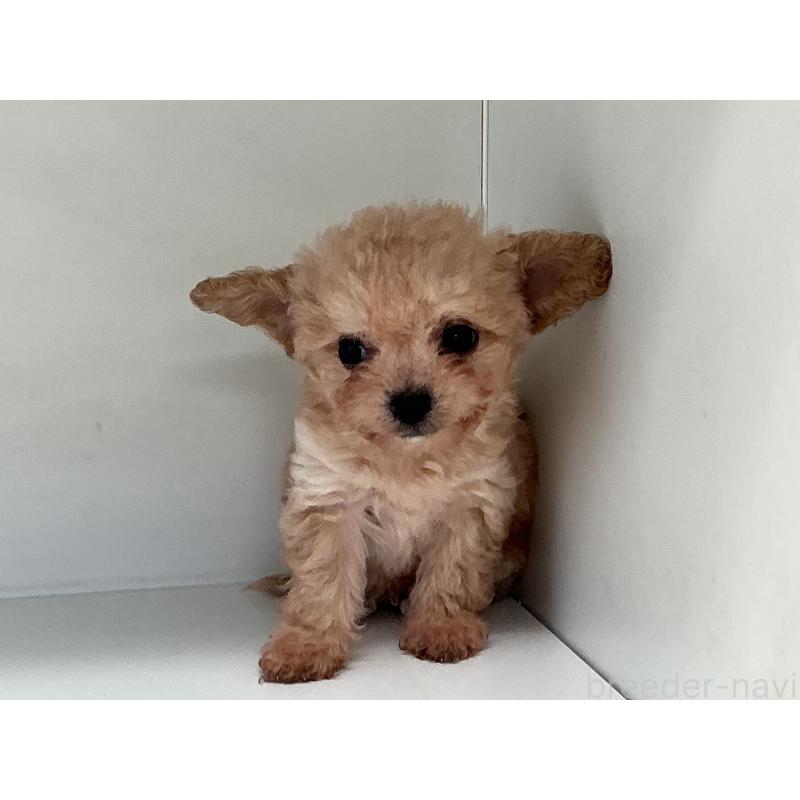 販売中の山形県のチワプー:チワワ×トイプードル-423299の2枚目