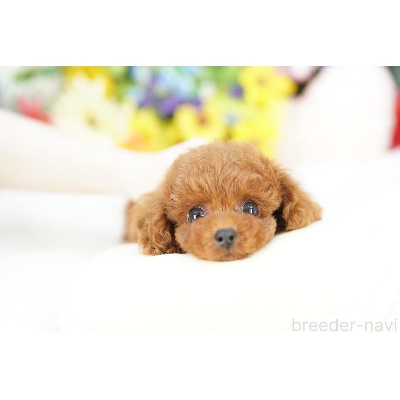 販売中の埼玉県のトイプードル-426389の2枚目