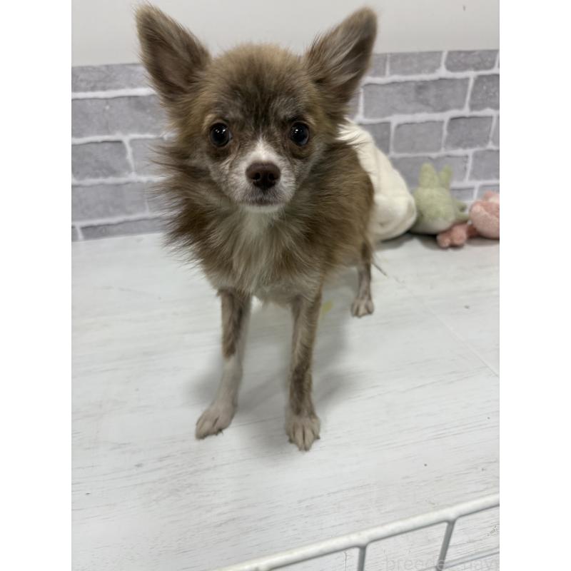 販売中の東京都のチワワ(ロングコート)-384217の4枚目