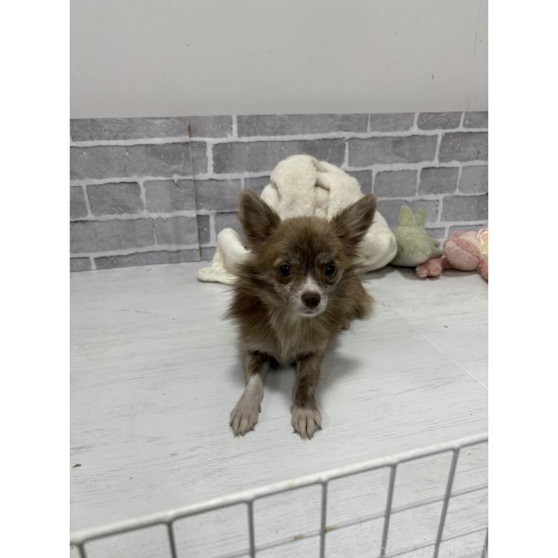 販売中の東京都のチワワ(ロングコート)-384217の3枚目