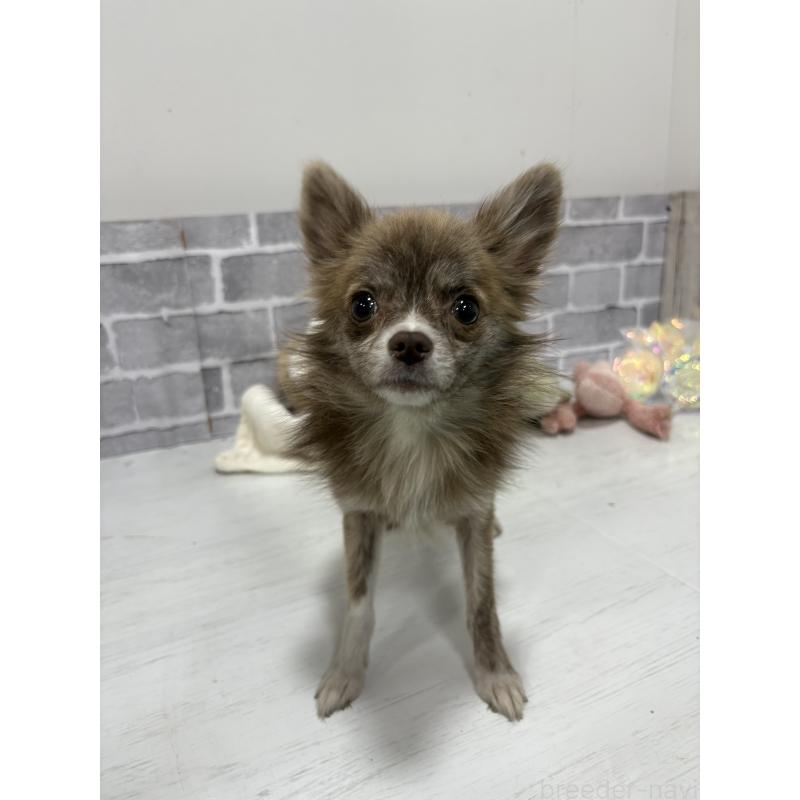 販売中の東京都のチワワ(ロングコート)-384217の2枚目