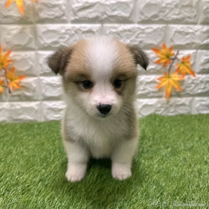 販売中の愛知県のウェルシュコーギーペンブローク-426390